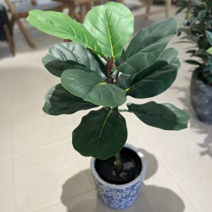 Ficus Lyrata medium
